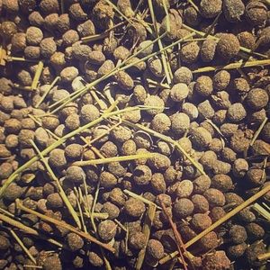 Organic Rabbit Poop Garden Lawn Fertilizer - Gal